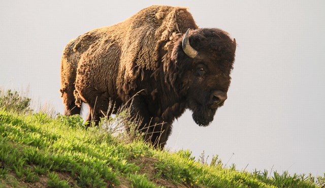 Shot of a bison standing atop a grassy hill