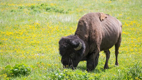 A bison grazing in a field of yellow flowers