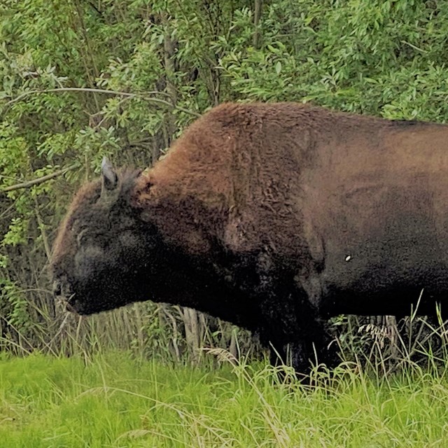 A bison in full profile
