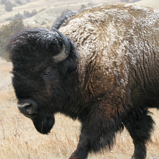 A snow dusted bison