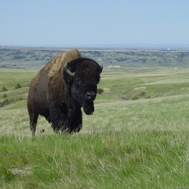 Bison in hilly grassland