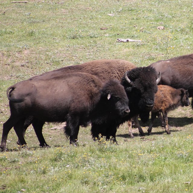 Five bison walking across grass