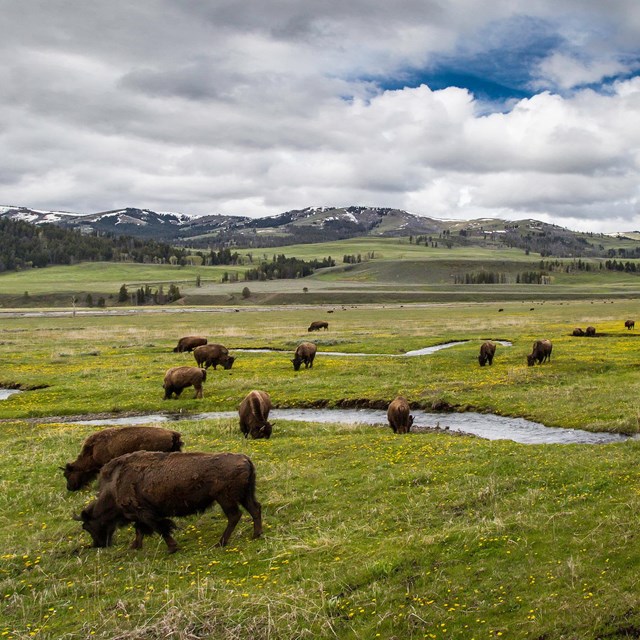 Herd of bison along meandering stream