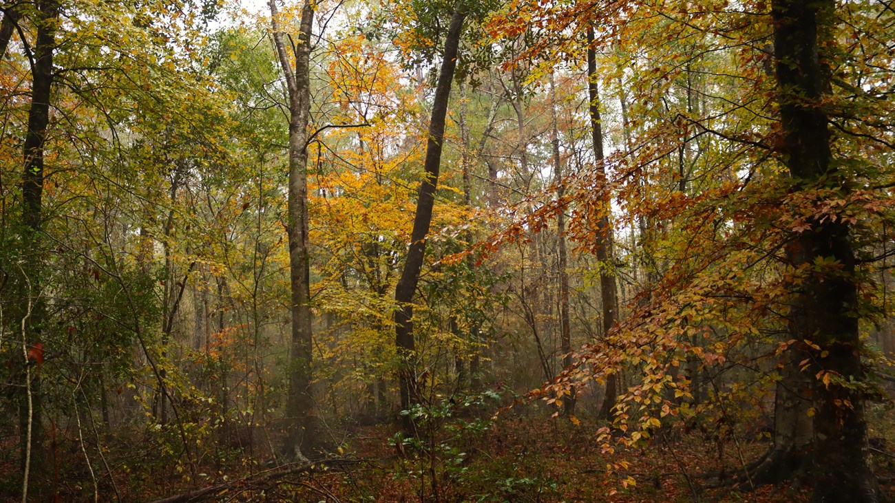 A dense forest of trees in various stages of fall, with red-yellow-green leaves, on a misty day.