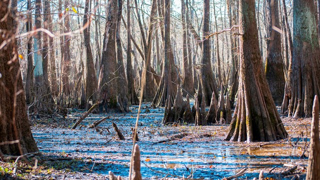 A winter scene in a cypress swamp with bare trees and debris in calm water.