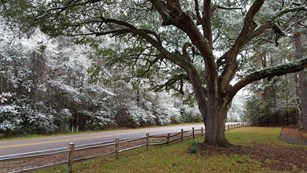 sprawling oak tree with a hint of snow, looming over the road and wooden fence