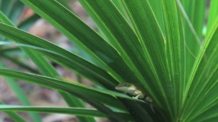 a green lizard lounging on a palmetto leaf
