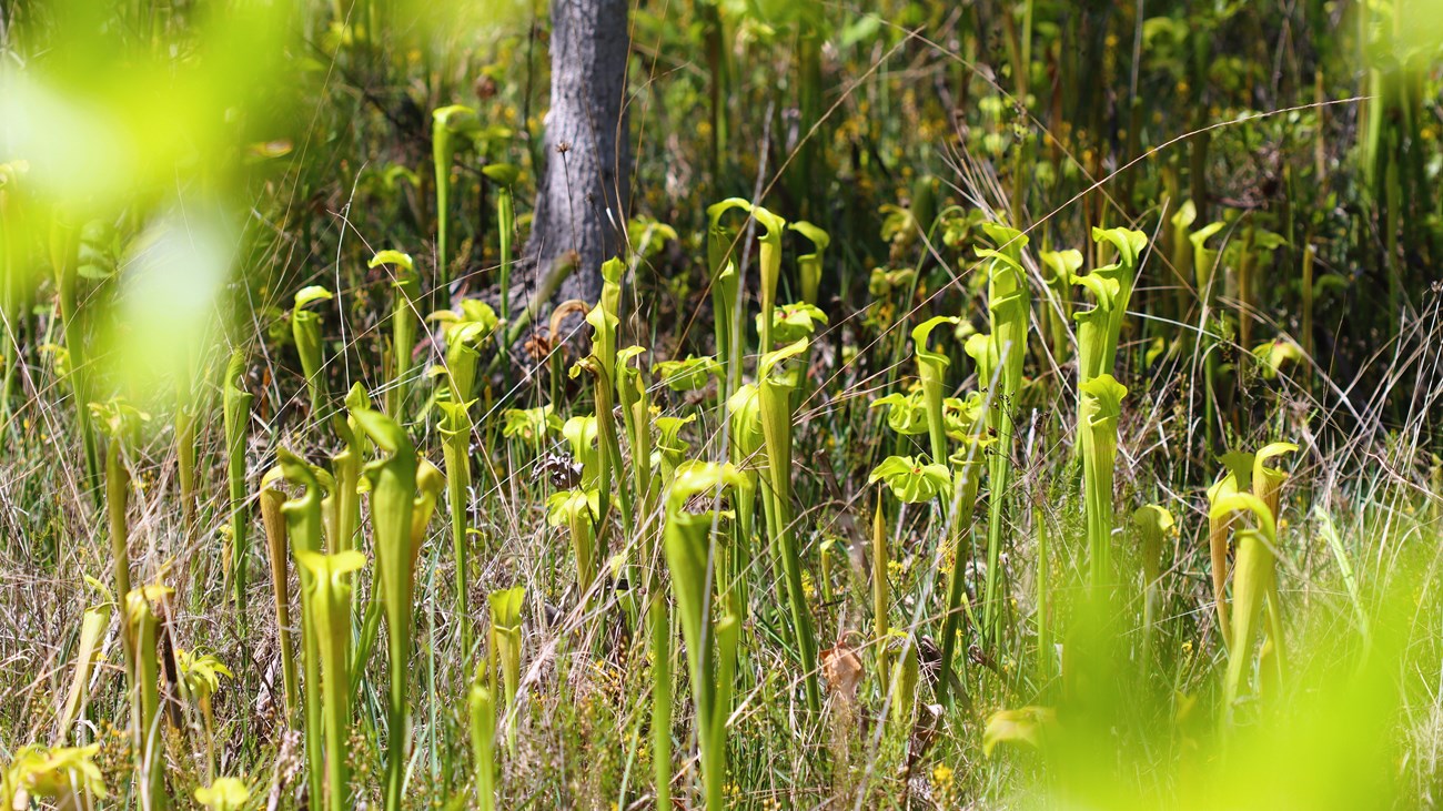 A patch of several dozen bright green funnel-shaped pitcher plants in a sunny grassy field.
