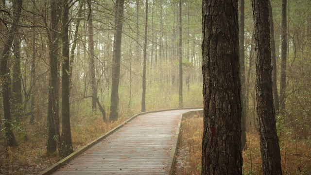 A wooden boardwalk on a misty morning in a forest after a winter rain.