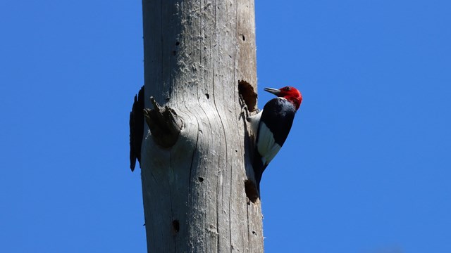 A red-headed woodpecker clinging to the side of a dead tree.