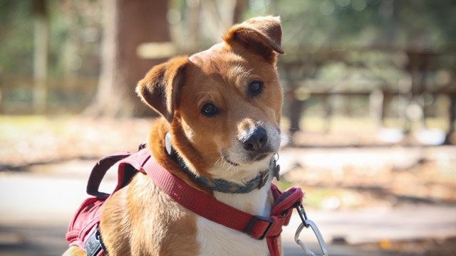 A brown and white dog with a leash looking at the camera in an outdoor setting.