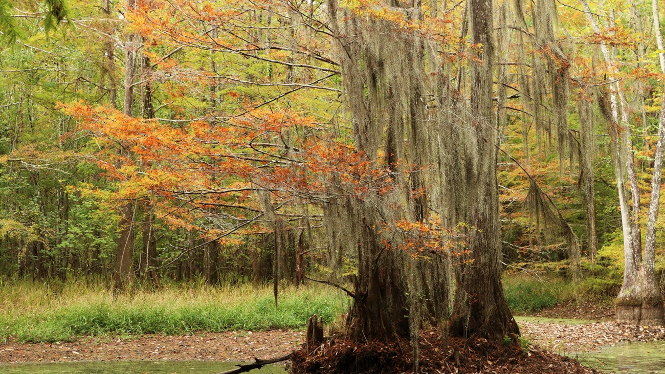 A bald cypress with fiery-red/orange leaves and Spanish moss in a drying pond.