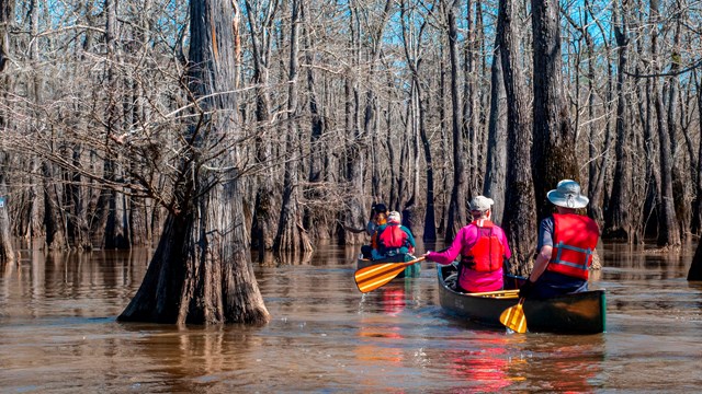 people wearing colorful clothing paddle paddle canoes through a maze of leafless trees