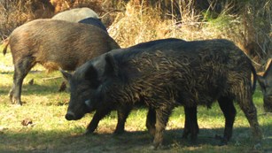 A herd of feral hogs 