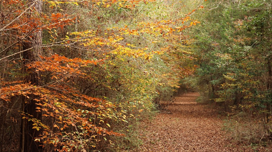 Trees displaying red-orange fall colors along a leaf-covered trail