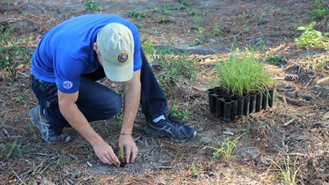 A person in blue shirt and ball cap planting grasses in the forest with a tray of grass seedlings.