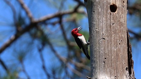 A red headed woodpecker with open beak perched on the side of a dead tree.