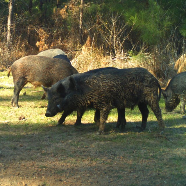 Herd of feral hogs in a grassy area near pine trees.