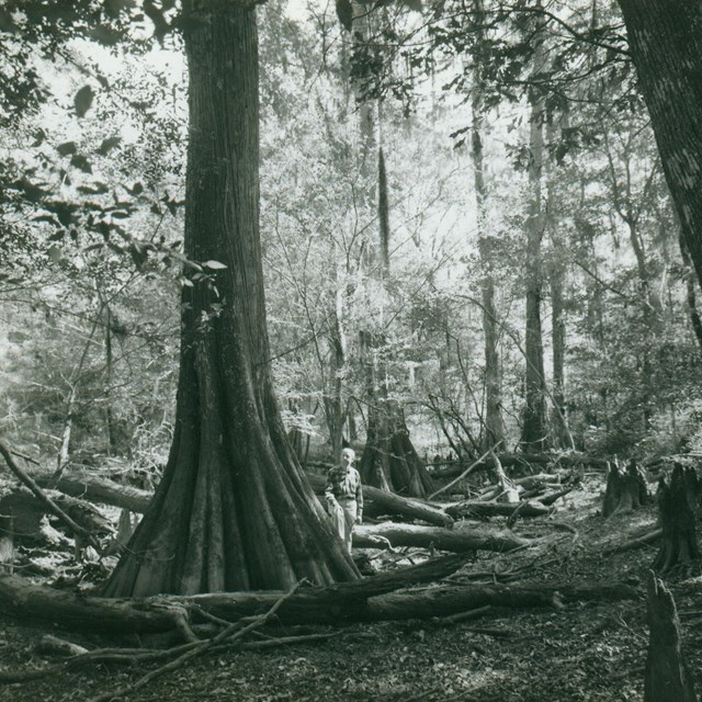 historic black and white photo of a man standing next to a large cypress tree