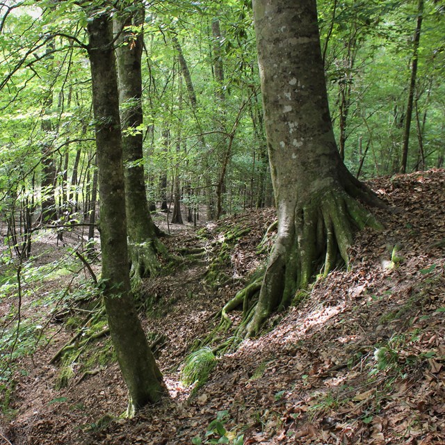 Tall trees with different sized trunks grow on a steep forested slope.