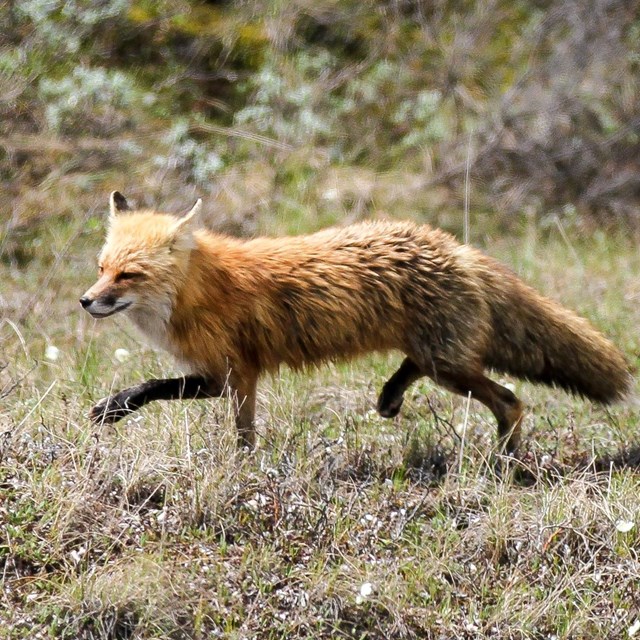 red fox trotting through an open, grassy area