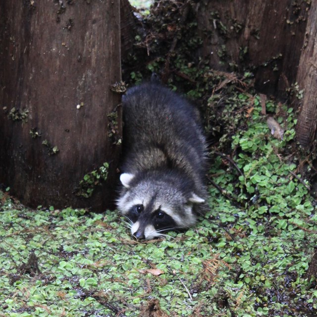 close up of a raccoon in a swamp between 2 trees