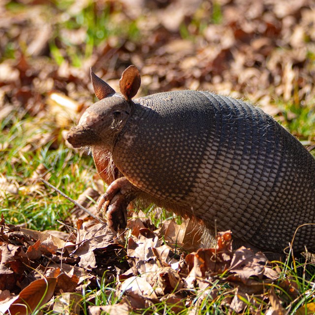 closeup of an armadillo in grass and leaves