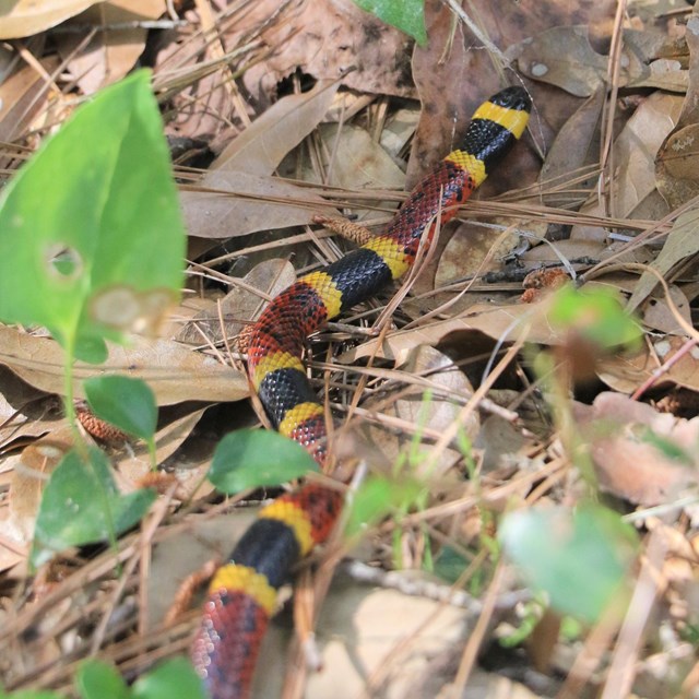 red/yellow/black Texas coral snake