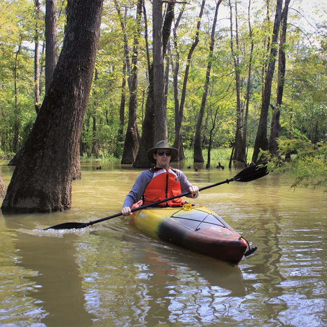 kayakers on a creek in the forest