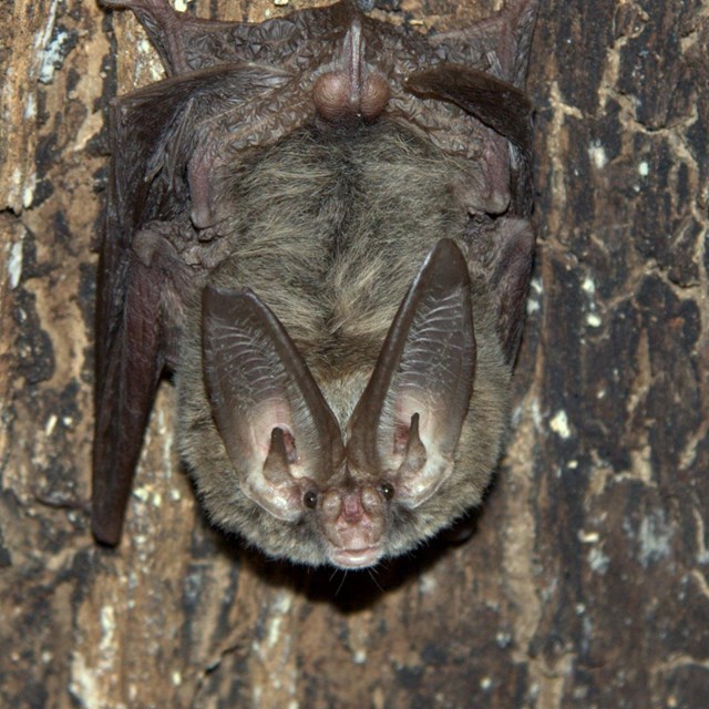 a small bat with large ears, hanging upside-down on a tree.