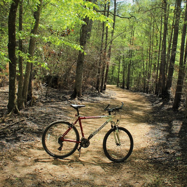A bicycle stands on a wide, flat dirt trail in the woods