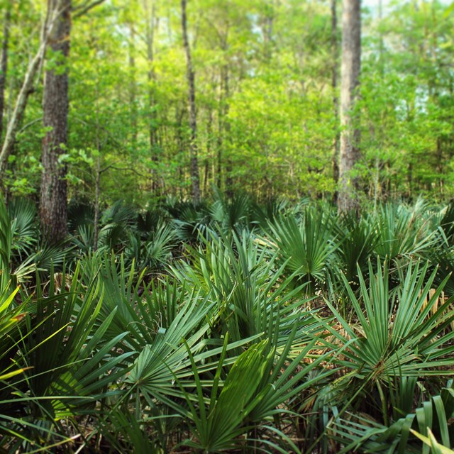 Patch of short, green plants with long sword-like leaves in a circular pattern sit in front of trees