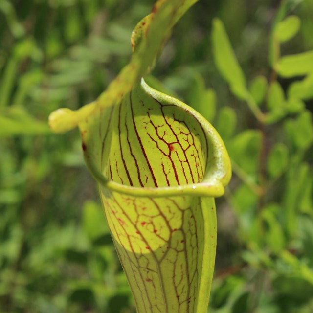 closeup view of a carnivorous pitcher plant