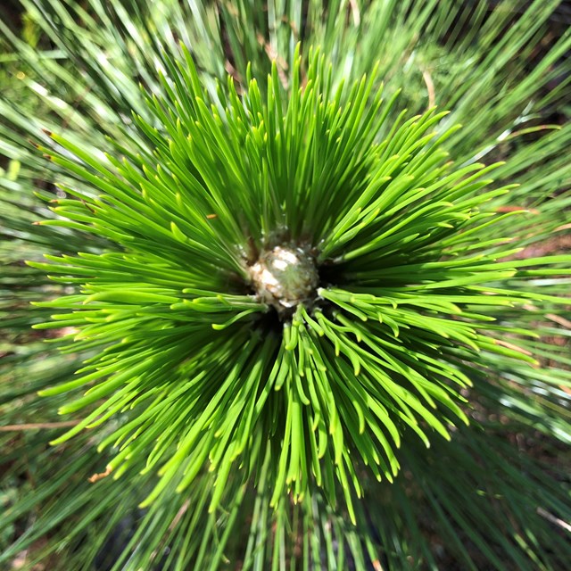closeup of the needles of a longleaf pine sapling