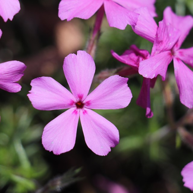 closeup of pink flowers