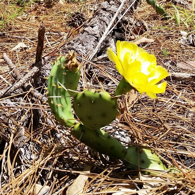 yellow flower on prickly pear cactus