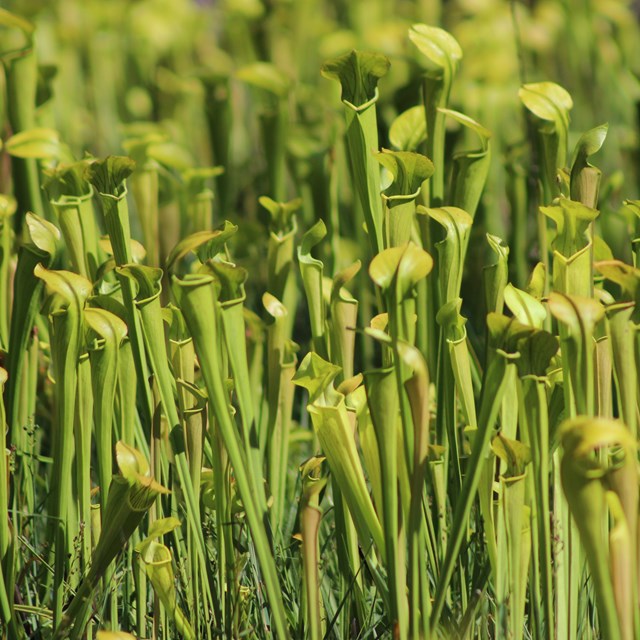 field of bright green pitcher plants