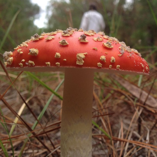 closeup of a red mushroom on the forest floor with people standing nearby