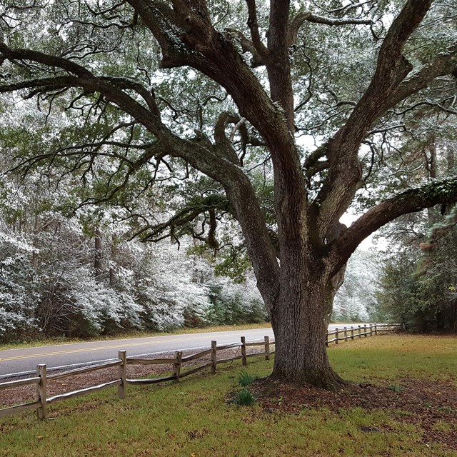 sprawling oak tree with a hint of snow, looming over the road and wooden fence