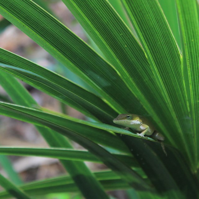 a green lizard lounging on a palmetto leaf