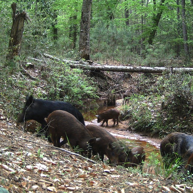 A herd of dark brown and black feral hogs gathered along a narrow creek in the woods.