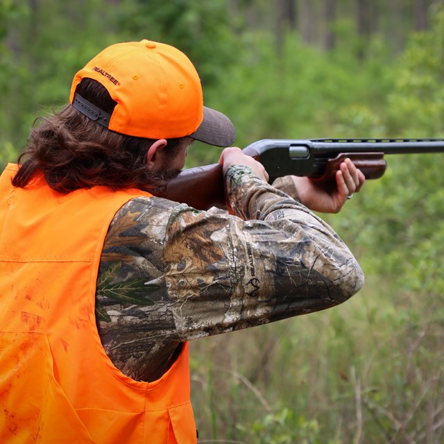 A man wearing orange vest and hat aiming a shotgun while hunting in a pine forest.