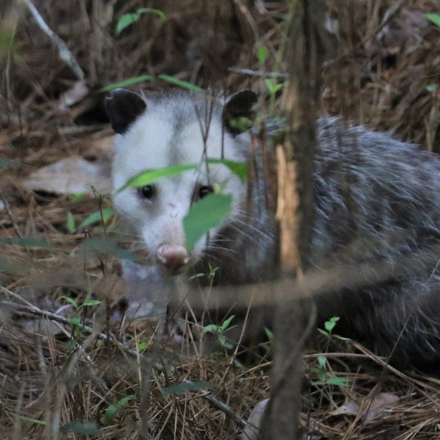 gray-white opossum looking at the camera through some brush