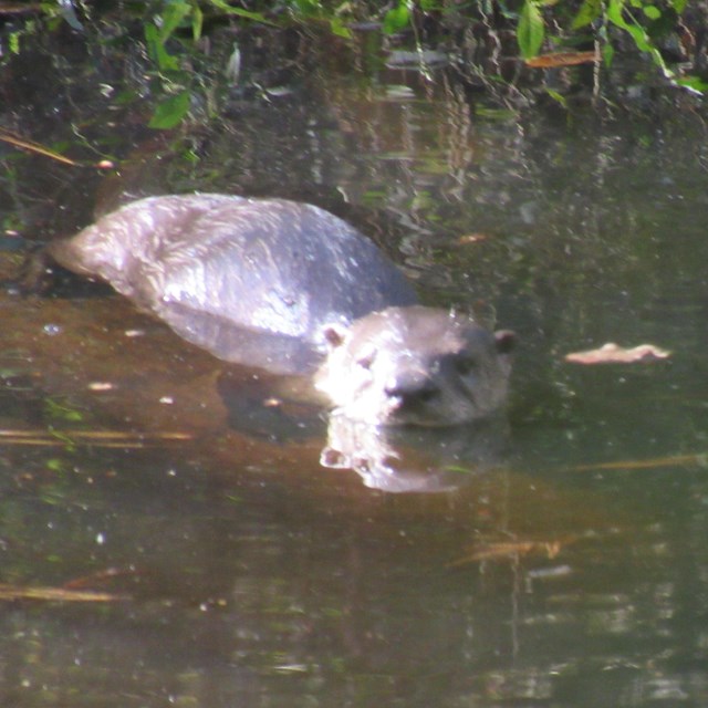 A river otter swimming in the water, looking toward the camera
