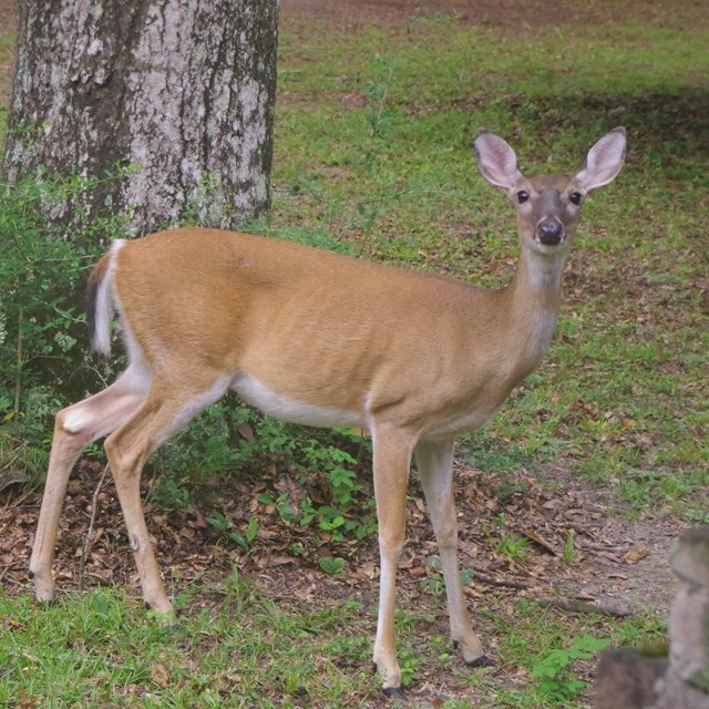 female deer grazing in a grassy yard, looking at the camera