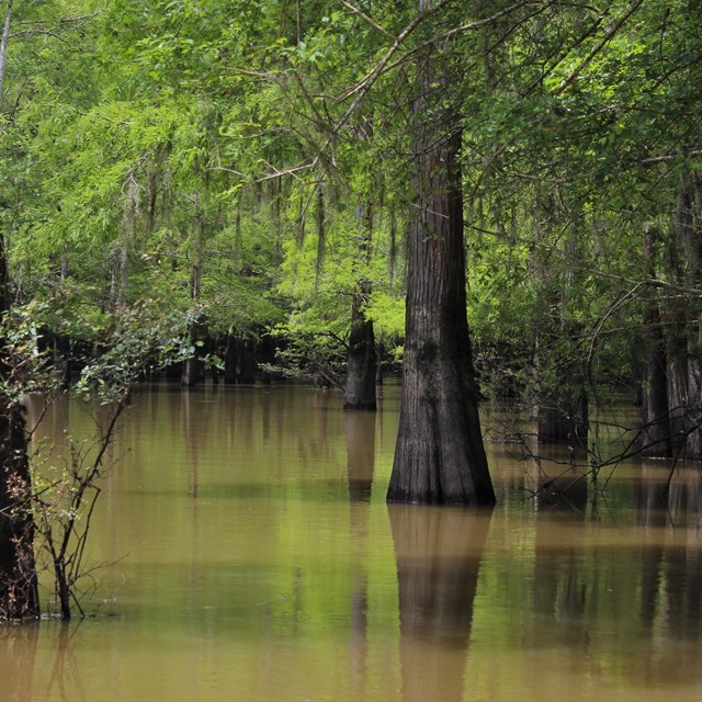 cypress trees growing out of a lake with mud-colored water