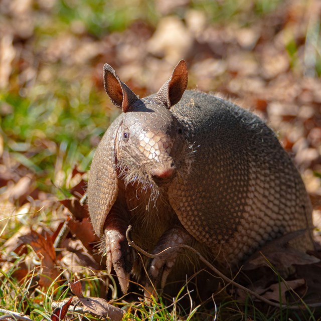 armadillo in grass among dead leaves, looking toward the camera