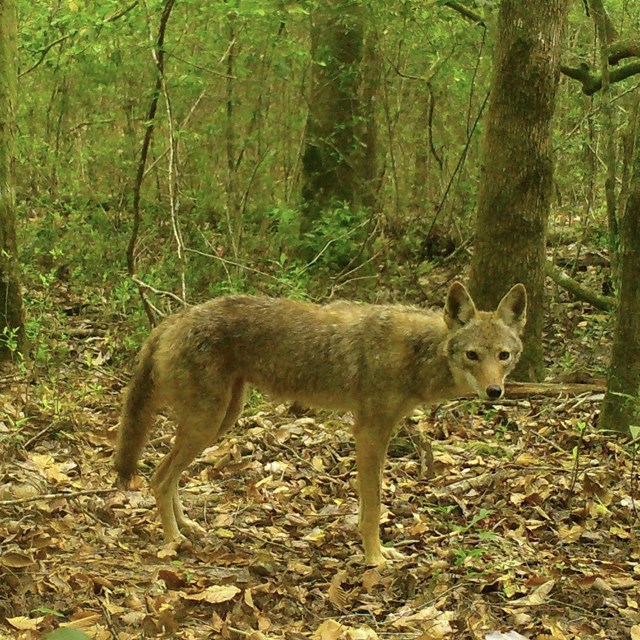small coyote in dense, green forest, looking toward the trail camera