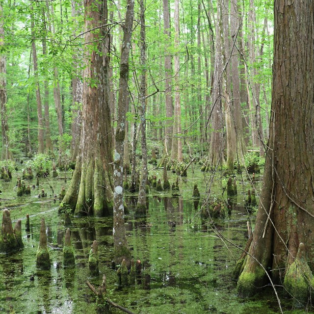 cypress trees and knees growing in a green, algae-covered swamp