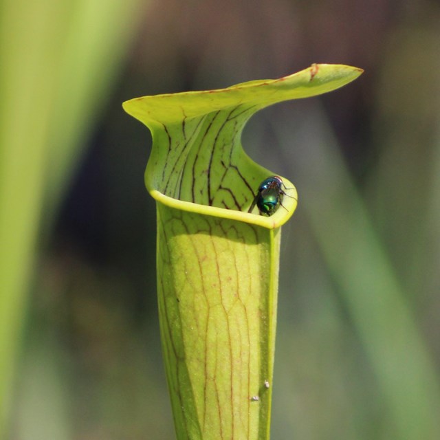 A fly crawls on lip of open cavity of green, tubular plant 